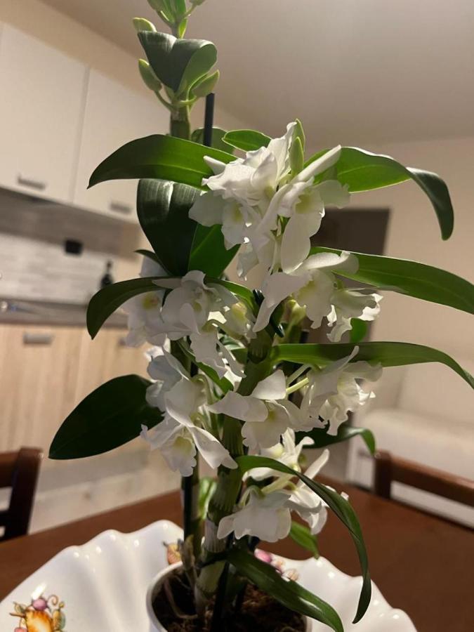 Loazzolo Loaz Relais Agriturismo 아파트 외부 사진